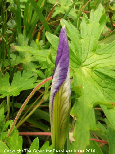 Knightshayes (33)